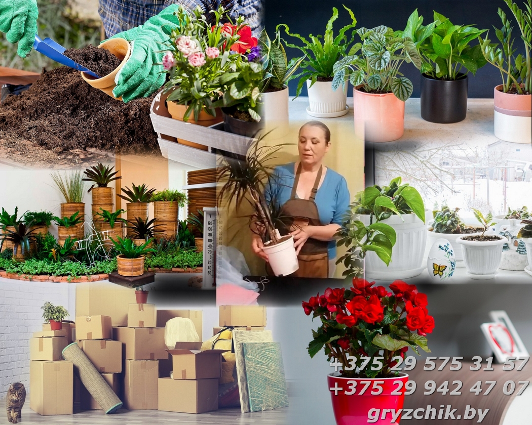 Перевозка комнатных растений в Минской области